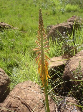 Kniphofia laxiflora